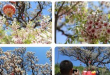 榆树的花期是什么时候？（探究榆树花期的奥秘）