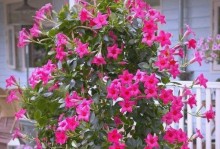 飘香藤的种植与养护（打造清新空气和良好的生长环境）