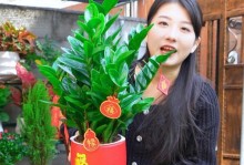 如何养护真金钱树成为财富增长的秘密（挖掘真金钱树的潜力，助您致富有道）