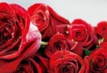 36朵玫瑰花语大揭秘（解读36朵玫瑰代表的含义，让你送花更有心）