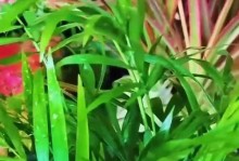 怎样处理袖珍椰子叶子卷起来的问题？（简单有效的方法帮你解决袖珍椰子叶子卷曲的烦恼）