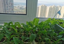 小白菜的形态特征与栽培技巧（认识小白菜，轻松栽培美味菜肴）