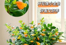 秋冬季如何养护金鱼吊兰？（金鱼吊兰的关键养护技巧及注意事项）