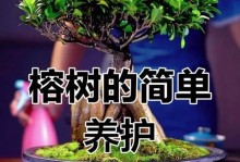 浇水技巧（掌握关键，呵护盆栽之美）