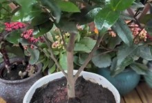 茶花移盆7天叶子蔫了怎么办？（教你拯救茶花叶子蔫萎的小技巧）