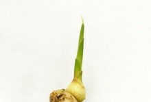 阳台种植生姜的时间和方法（秋季阳台种植生姜的步骤及注意事项）