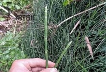 探秘节节草的神奇功效（从健脾消食到止血散瘀，一草多效）