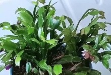 蟹爪莲（揭秘蟹爪莲生长和繁殖的奥秘）