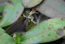 蝴蝶兰繁殖指南（时间、方法、图解，轻松掌握）