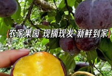 如何挑选好吃的黑布林？（教你轻松辨别黑布林的品质）