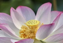 莲花之美——品质与精神（探索莲花品质与精神的内涵与魅力）