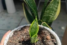 如何正确拿出花盆中的虎皮兰（简单有效的方法，让你轻松搬运虎皮兰）