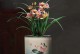 蝴蝶兰种植指南（从沙子开始，打造优美的花园）