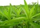 如何种植菊花种子（菊花种子的选择和基本知识）