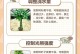 发财树叶子全部发黄了怎么办？（发财树叶子发黄可能原因及护理方法）
