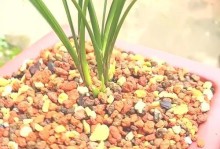 兰花花苞长出的时机和方法详解（掌握兰花生长规律，让你的兰花常开常艳）