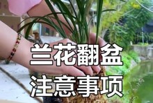 建兰换盆的时间和方法（养好建兰从换盆开始，一步步教你如何操作）