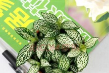 网纹草水养技巧剖析（不怕秋风瑟瑟，依旧美丽茂盛）
