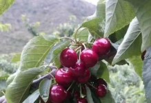 红玉藤北方种植指南（适合北方种植的红玉藤、种植方法、注意事项）