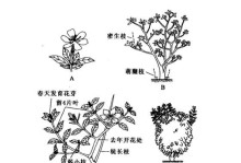 栀子花修剪技巧（精细修剪）