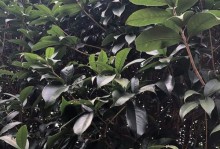 如何处理桂花树叶子的黑色斑点问题？（清除桂花树叶子黑色斑点的有效方法）