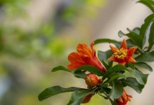 石榴花——秋季最美的景色（探寻石榴花的魅力）