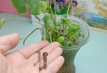 水培植物叶子发黄的原因与处理方法（水培植物叶子发黄的关键是营养不足，如何处理？）