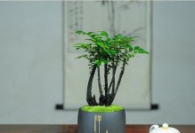如何正确浇水黑骨茶——打造最佳茶品口感（15个细节步骤，让你轻松操作）