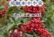 以花椒催芽后的种植技巧（从花椒催芽到健康生长，快速掌握种植窍门）