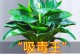 多肉金钻的养殖技巧（打造美丽多肉花园的秘籍）