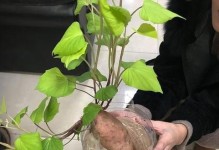 如何保存红薯不发芽（防止红薯发芽的小技巧）
