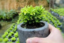 瓜子黄杨是喜阳还是喜阴？（探究瓜子黄杨的适应环境）