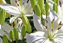 如何繁殖百合花？（方法与注意事项）