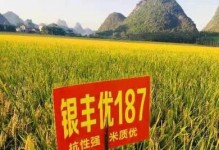 水稻种子的外观特征和生长特点（探究水稻种子的形态、质地和发芽特征，为水稻种植提供科学依据）
