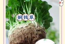 水培铜钱草修剪的技巧与方法（打造繁茂健康的铜钱草家居盆景，从修剪开始）