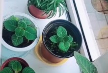 芙蓉花烂叶子之美与哀愁（探寻芙蓉花烂叶子的神秘与深意）