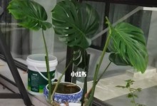夏季换盆，让龟背竹更茂盛（夏天适合换盆的龟背竹，换盆注意事项详解）