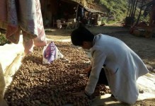 核桃收获时间及方法（了解核桃生长周期，掌握收获技巧）