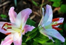 香水百合是否适合在冬天种植？（冬季农耕需要注意的几个问题）