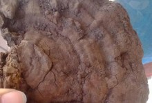 灵芝的根是什么样子的？（了解灵芝根的生长特征）