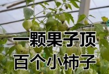 手把手教你种植高质量的柿子种子（从选种到收获全过程，你想知道的都在这里！）