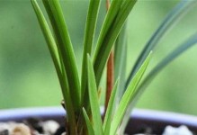 如何正确浇水兰花（兰花浇水的注意事项及方法）