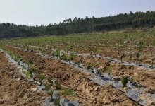 芋头黄叶病的原因、治疗方法及预防措施