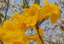 阳春树的花开香满园（探秘中国传统名木，了解阳春树的种类及特点）