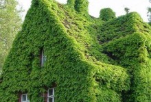 爬山虎种植全攻略（时间、方法、技巧、育苗、移栽、施肥、修剪、病虫防治）