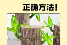 解决巴西木叶子掉落的水培问题（保持巴西木健康成长的小窍门）