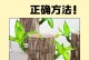 解决巴西木叶子掉落的水培问题（保持巴西木健康成长的小窍门）