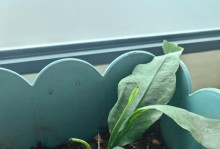 昙花叶子发黄的原因和处理方法（昙花叶子发黄是什么原因？如何有效处理？）