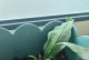 昙花叶子发黄的原因和处理方法（昙花叶子发黄是什么原因？如何有效处理？）
