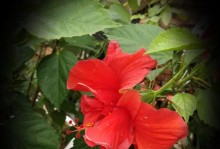 扶桑花，日本之花（扶桑花的历史、特征、文化象征及保护现状）